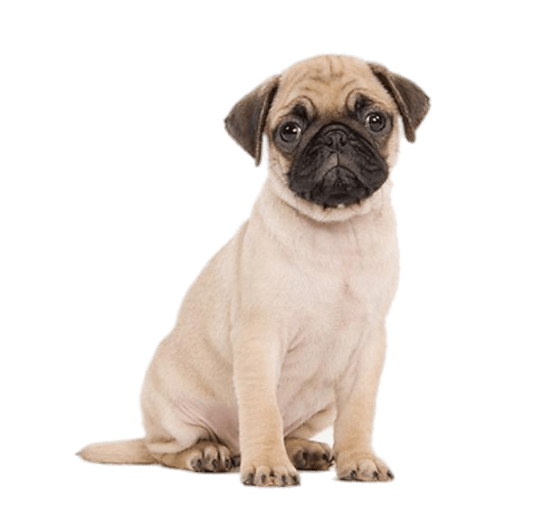 Pug