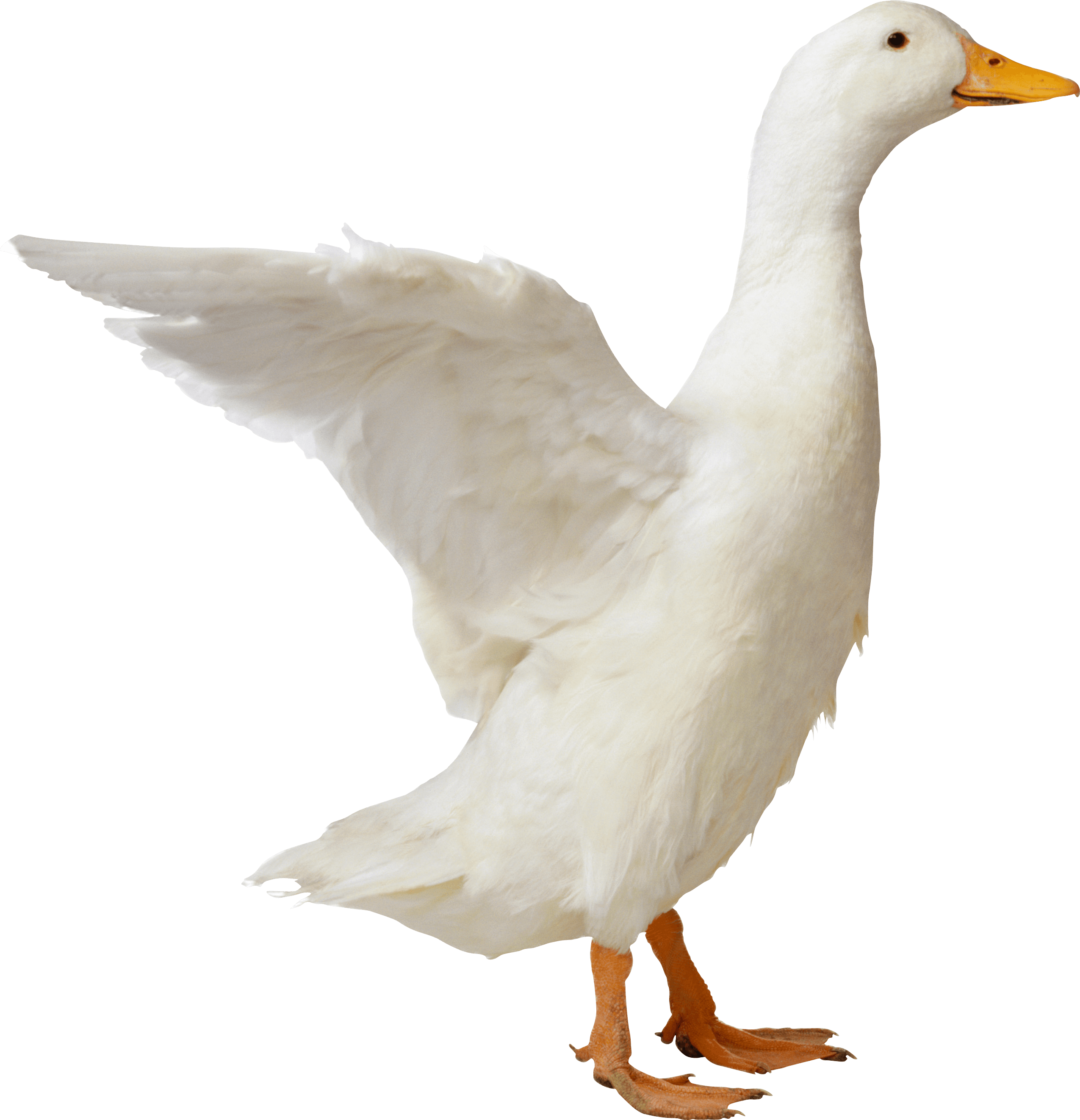 Duck