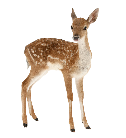Bambi